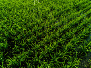 Aerial view of green paddy fields.