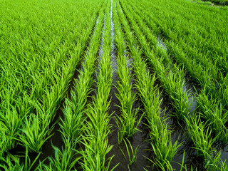 Aerial view of green paddy fields.