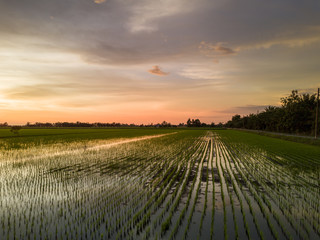Fototapeta na wymiar Sunset at a paddy field