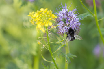 Hummel bei der Bestäubung