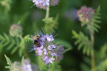 Hummel bei der Bestäubung