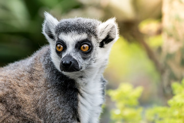 Close up image of head and shoulders of a lemur on the left side of image, with copy space on the right.