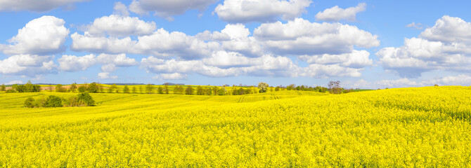 panorama Spring field in high resolution, blooming rape, blue sky
