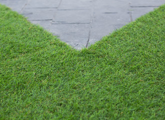 Lawn with the walk way.