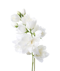 Fototapeta premium Jasmine's(Philadelphus) flowers isolated on white background.