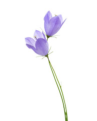 Two bellflowers isolated on white.