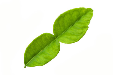 green leaf isolated on white background