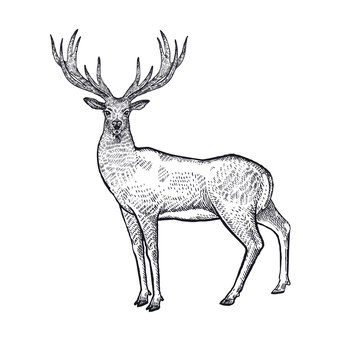 Forest animals deer illustration.
