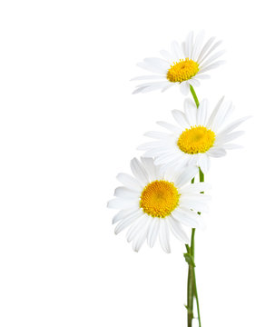 Three flowers of Сhamomiles  ( Ox-Eye Daisy ) isolated on a white background