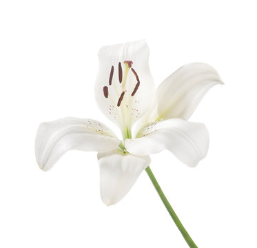 White lily isolated on a white background.