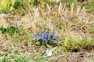 Spring Blue Flowers