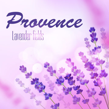 Provence lavender field background with element of lavender plants stems and flowers. Fragrant lavender field under summer sun on blurred backdrop. Perfume, aroma soap, lavender oil products design