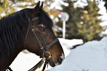 The head of dark brown horse with a harness