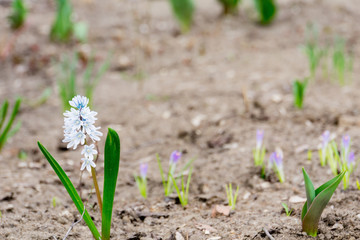 Spring White Flowers