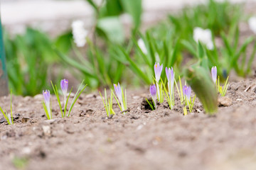 Spring White Flowers