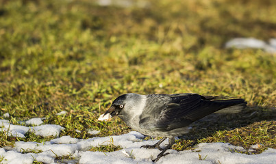 Obraz premium Ducks feeding.
