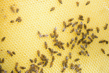 Closeup of bees on comb