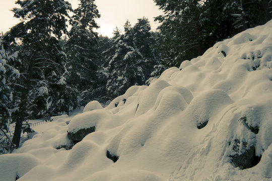 Fototapeta Snow forest in black & white
