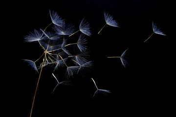 Goatsbeard seeds dispersing.