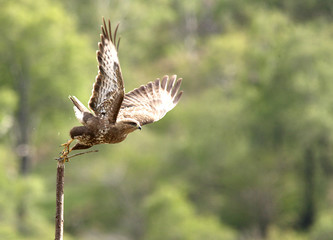 Common Buzzard just taking off, 1 in sequence of 3, Mull, Scotland, UK.