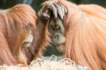 Two orangutans are caught in an intimate moment where they are gently touching each others faces in...