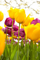 Obraz premium Tulips