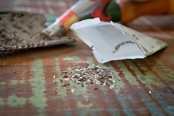 Lettuce seeds