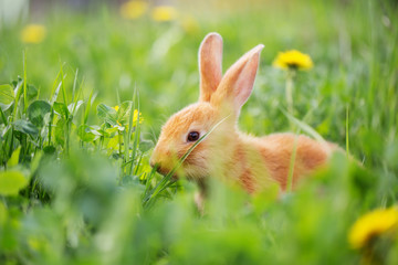 red rabbit outdoor
