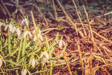 White Snowdrop Flowers Retro