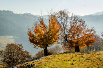 Fototapeta premium Autumn landscape, a tree with orange leaves in the foreground, the frost on green grass autumn mountain in fog in the background.