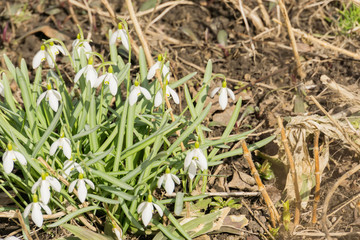 White Snowdrop Flowers