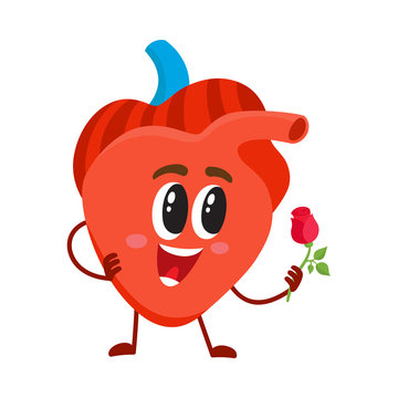 Cute and funny, smiling human heart character holding a rose, cartoon vector illustration isolated on white background. Healthy human heart character, cardiovascular system health care element