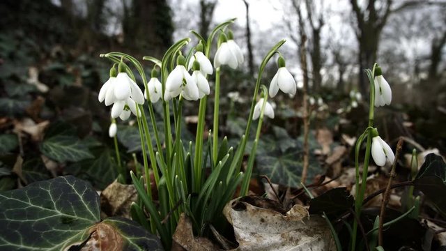 Close up shot in an outdoor park of the first signs of spring with Snowdrop flowers, with the botanical name Galanthus, bobbing in the breeze.