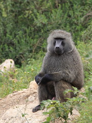 portrait of a baboon