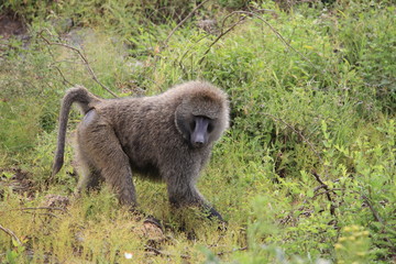 baboon