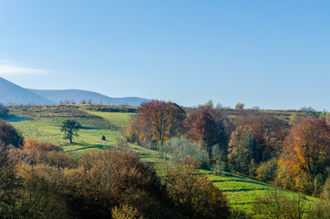 Naklejka premium Autumn landscape, trees with colorful leaves, frost on green grass, autumn mountain in fog in the background.