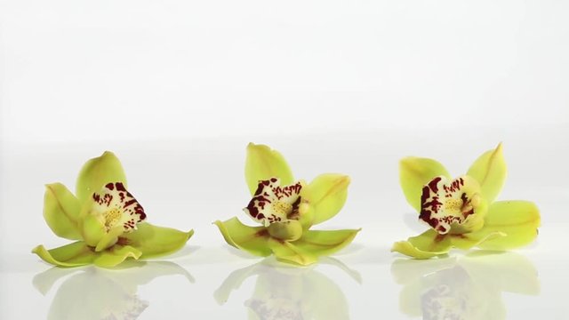 three pale green orchid with reflection on white background