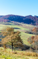 Autumn landscape, trees with colorful leaves, frost on green grass, autumn mountain in fog in the background.