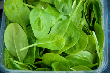 Fresh green baby spinach in container. Healthy food concept. 