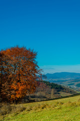 Fototapeta premium autumn landscape. Autumn forest with yellow leaves, green grass under the trees, the blue mountains in the background.
