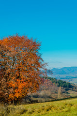 Fototapeta premium autumn landscape. Autumn forest with yellow leaves, green grass under the trees, the blue mountains in the background.