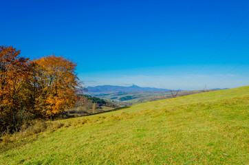 autumn landscape. Autumn forest with yellow leaves, green grass under the trees, the blue mountains in the background.