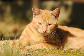 red cat lying on meadow