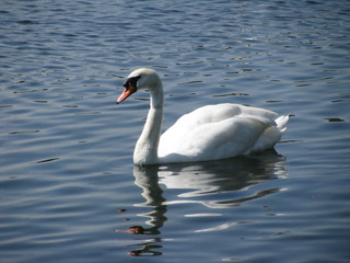 Naklejka premium White Swan