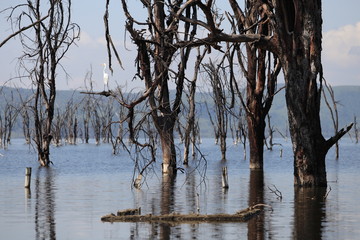 landscape with a heron