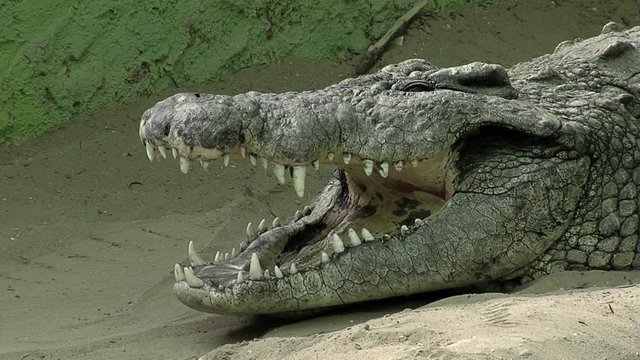 Crocodile opening the mouth
