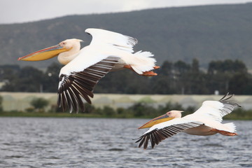 flying pelicans