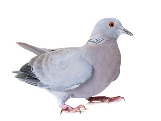 turtledove in studio