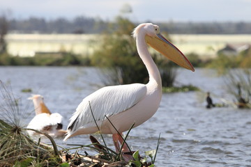 portrait of a pelican