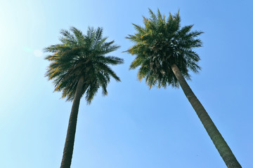 Obraz premium Twins palm trees raised high in the clear sky.